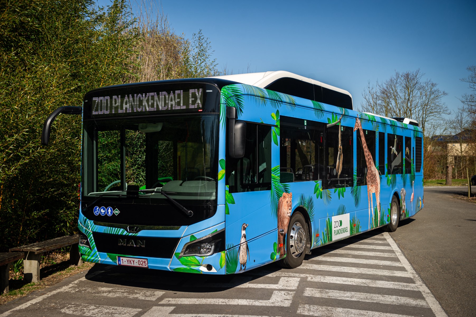 Kleinere ecologische voetafdruk voor ZOO Planckendael dankzij Hansea en de MAN CNG-bus